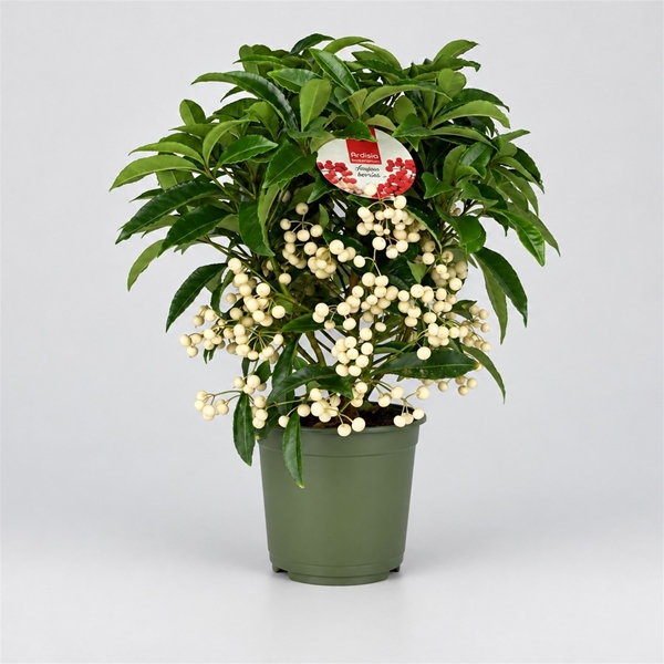 Ardisia Crenata Premium Weiss