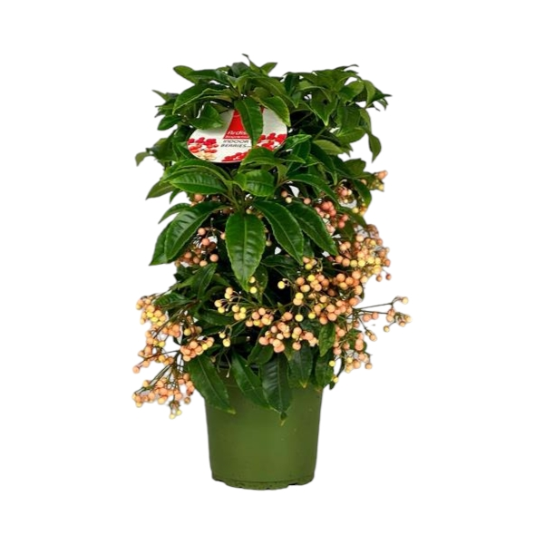 Ardisia Crenata Premium Lachs