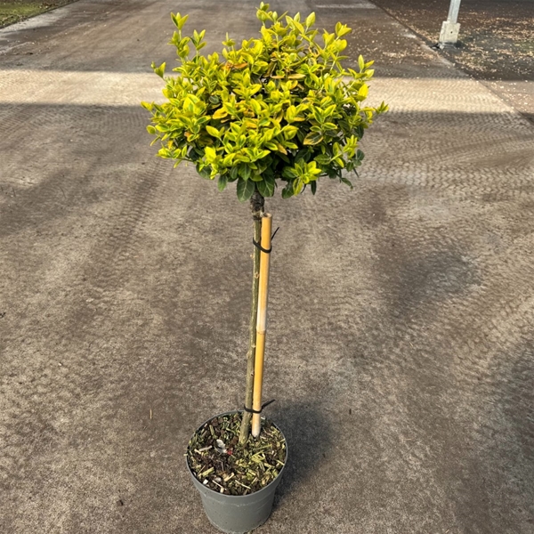 Euonymus Fort. Emerald 'n Gold Stam