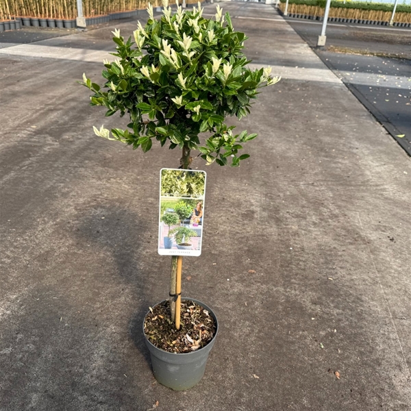 Euonymus Fortunei Harlequin Stam