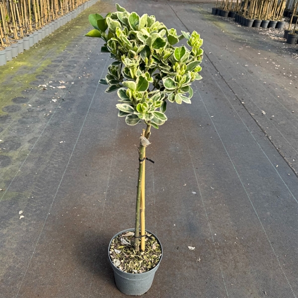 Euonymus jap. Kathy Stam