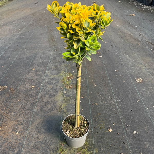 Euonymus jap. Marieke Stam
