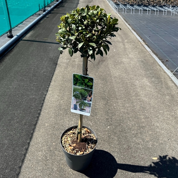 Laurus nobilis Bay Junior Stam