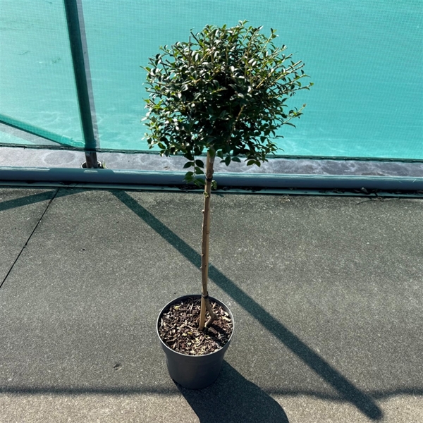 Ligustrum Delavayanum Stam