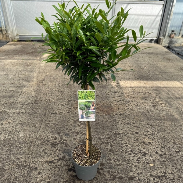 Prunus Laurocerasus Sofia Stam