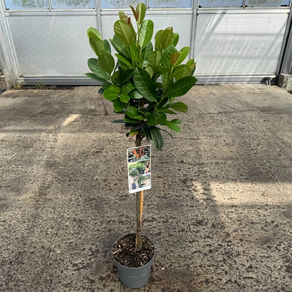 Prunus Laurocerasus Bonaparte Stam