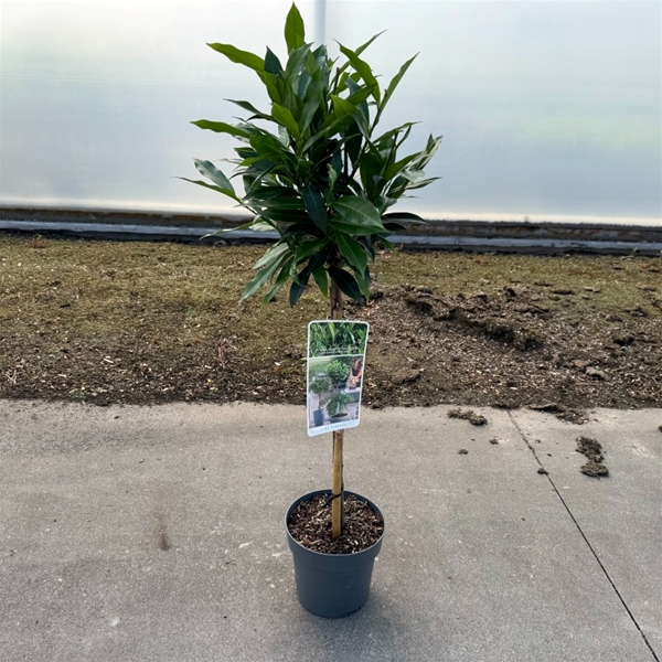 Prunus Laurocerasus Otto Supreme