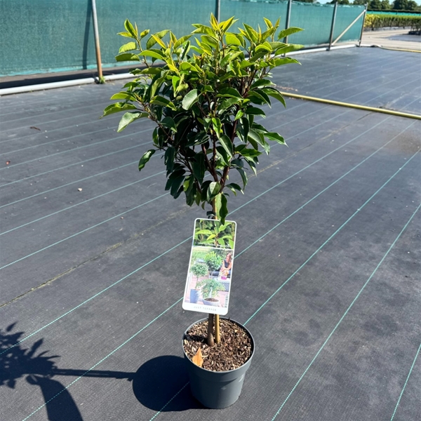 Prunus lusitanica Angustifolia Stam