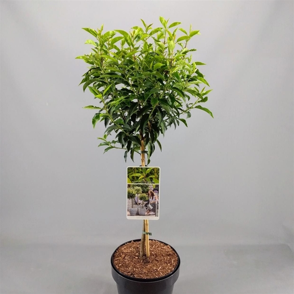 Prunus lusitanica Angustifolia Stam