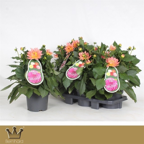 Dahlia Aztec XXL Merida Orange