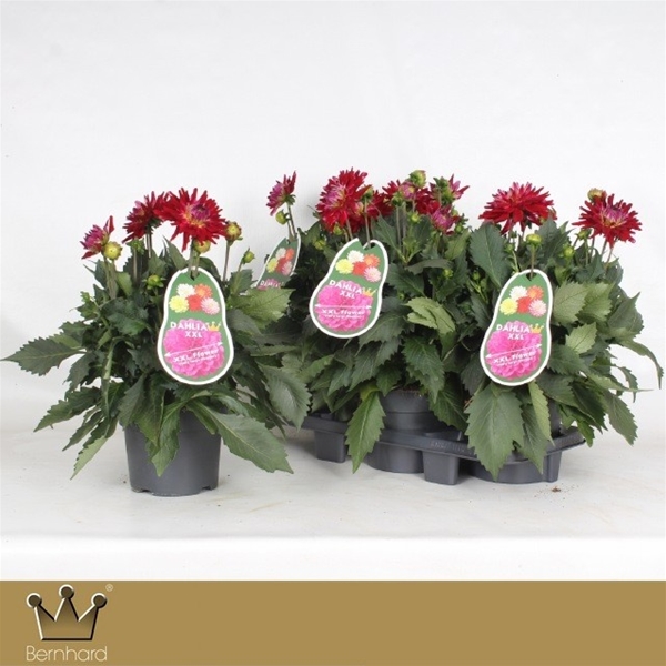 Dahlia Aztec XXL Rasberry Ice