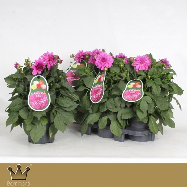 Dahlia Aztec XXL Rosa
