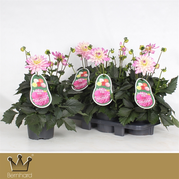 Dahlia Aztec XXL Vera Cruz