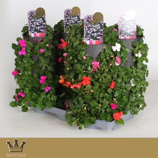 Impatiens Wanderella Mixtray