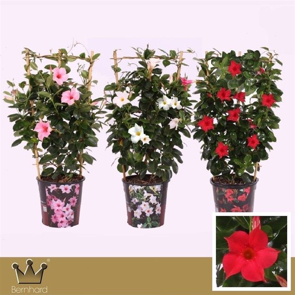 Mandevilla Sundaville Spalier Mix CC