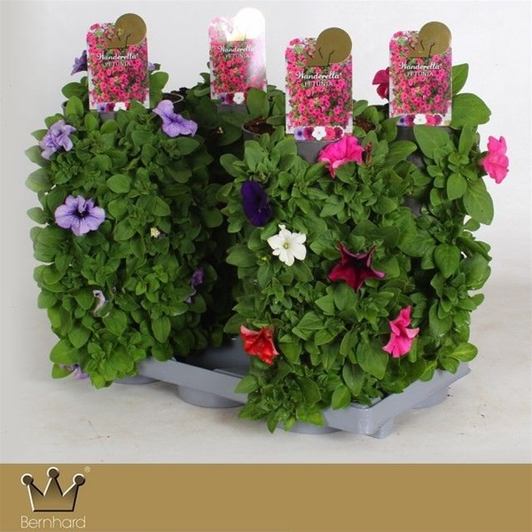 Petunia Wanderella Mixtray