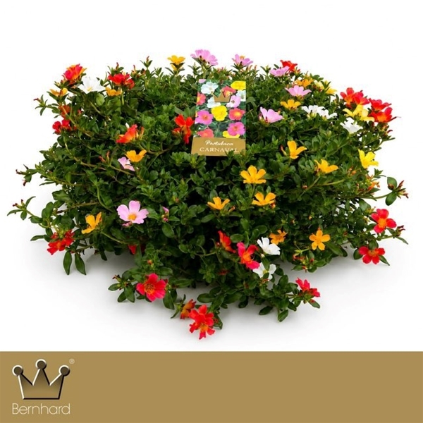 Portulaca Carnaval