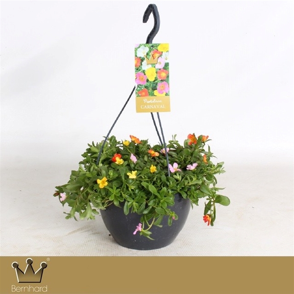 Portulaca Carnaval Ampel