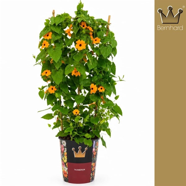 Thunbergia Alata Orange Spalier