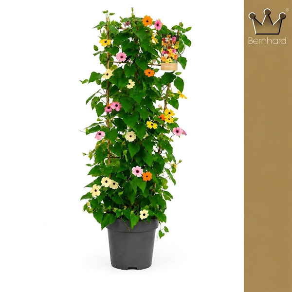 Thunbergia Quatro  Spalier