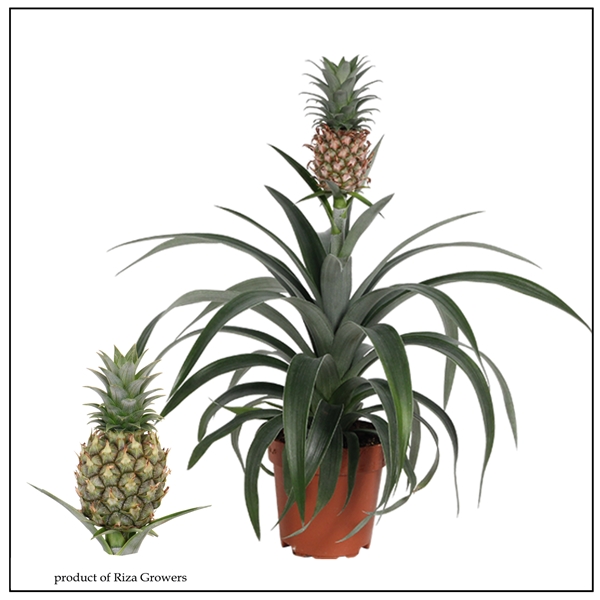 Ananas Mi Amigo