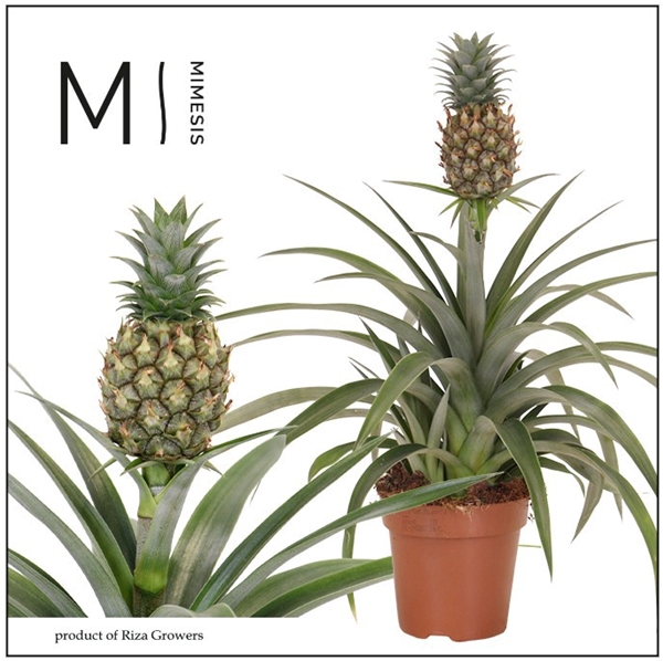 Ananas Mi Amigo