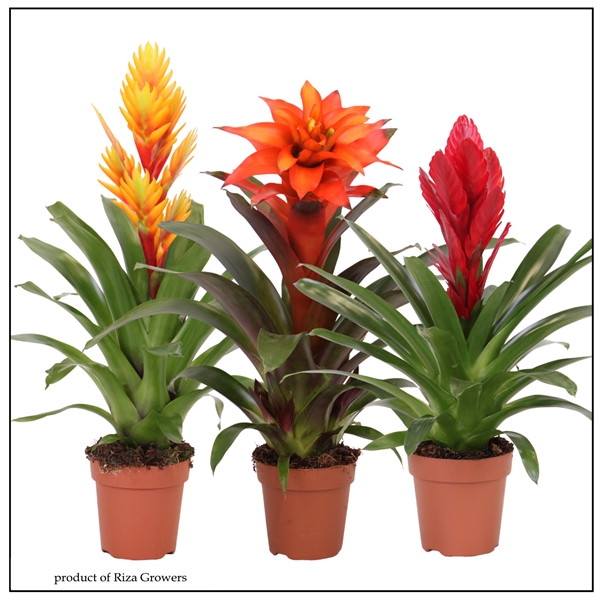 Bromelia Classic Mix