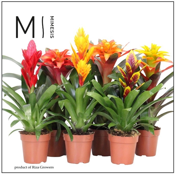 Bromelia Classic Mix