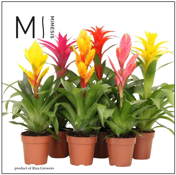 Bromelia Cupcake Mix SYS