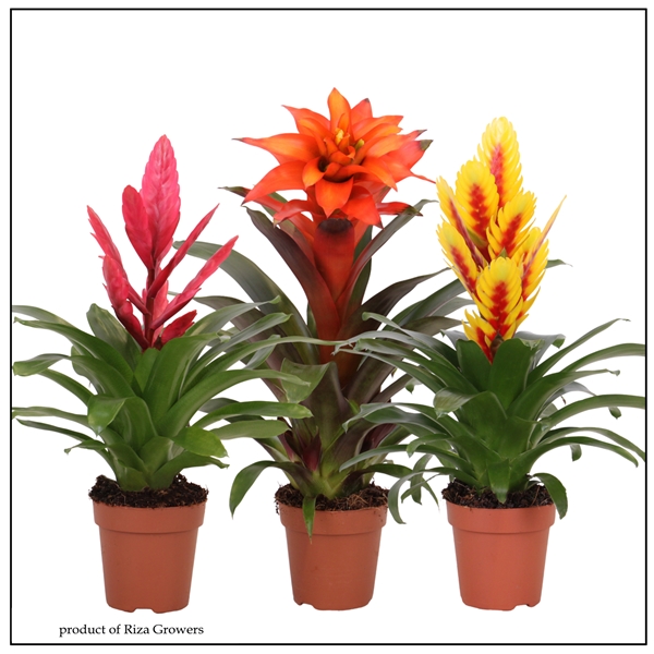 Bromelia Cupcake Mix