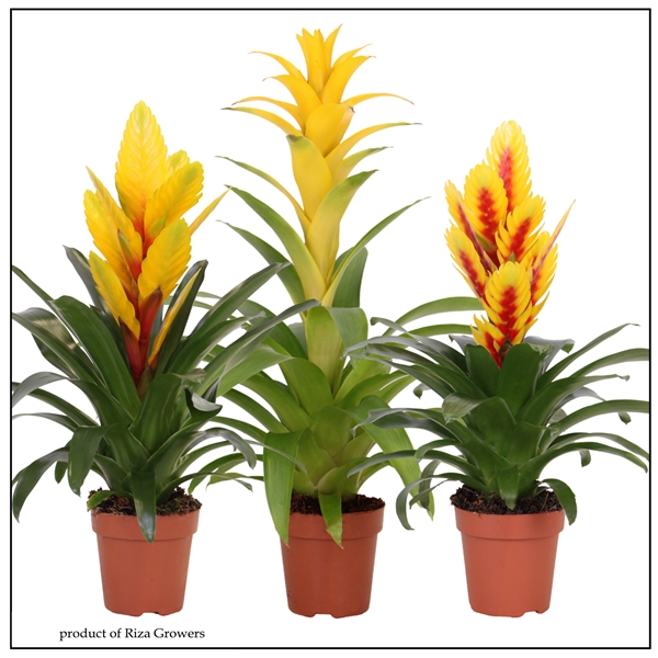 Bromelia Yellow Mix