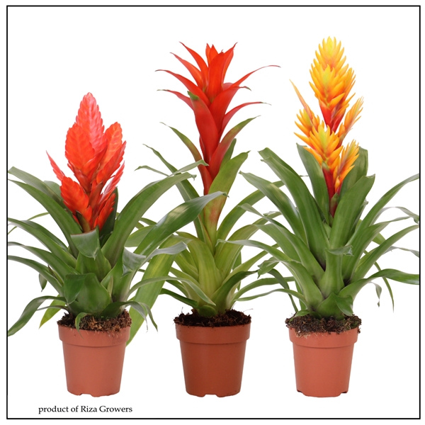Bromelia Orange Mix