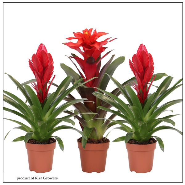 Bromelia Red Mix