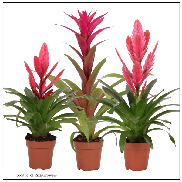 Bromelia Pink Mix