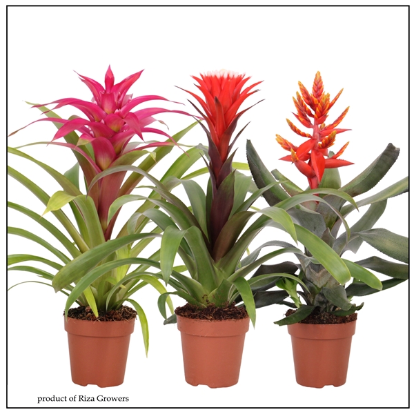 Bromelia Royal Cupcake Mix