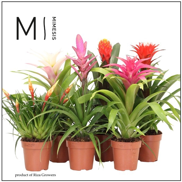 Bromelia Royal Cupcake Mix