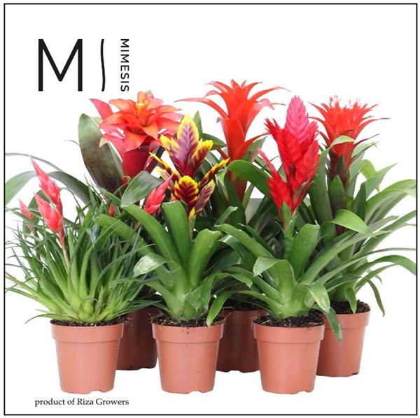Bromelia Red Family Mix