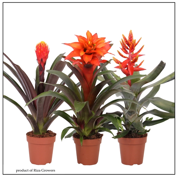 Bromelia Royal Orange Mix