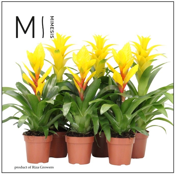 Bromelia Gelb Mix