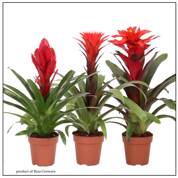 Bromelia Royal Rot Weiss Mix
