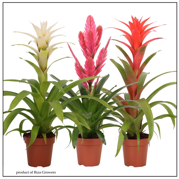 Bromelia Sweet Mix