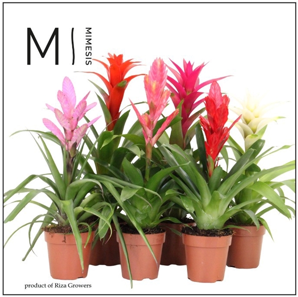 Bromelia Sweet Mix