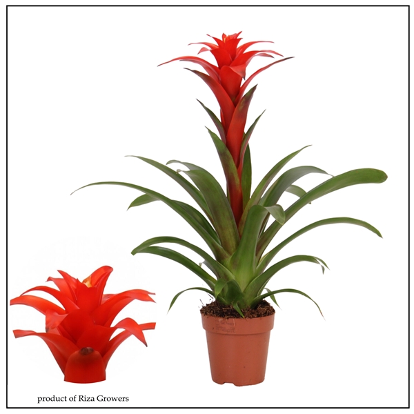 Guzmania Calypso