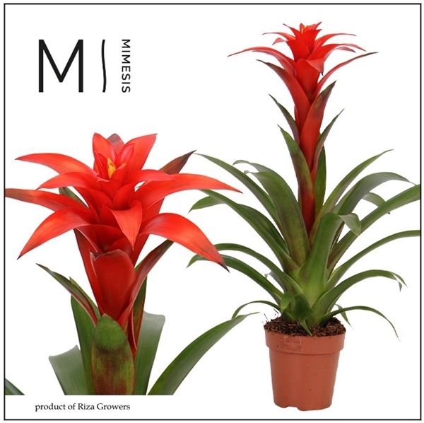 Guzmania Calypso