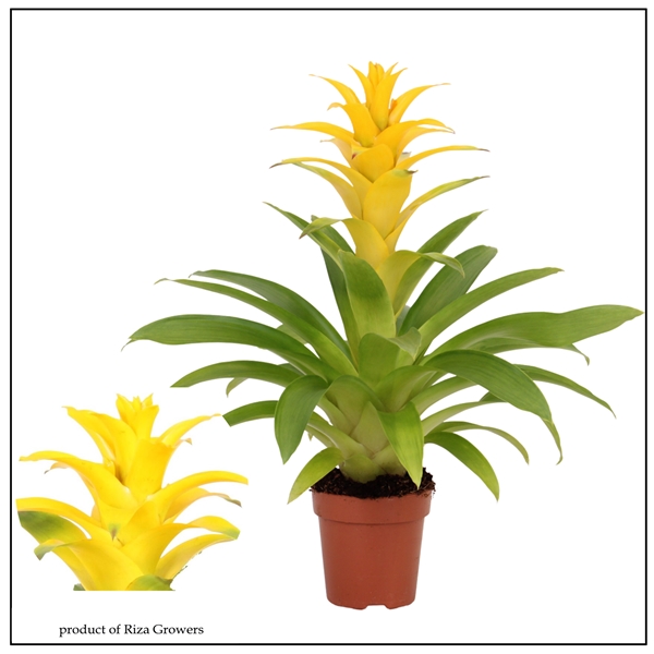 Guzmania Diana