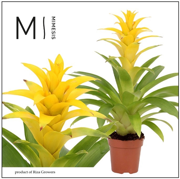 Guzmania Diana