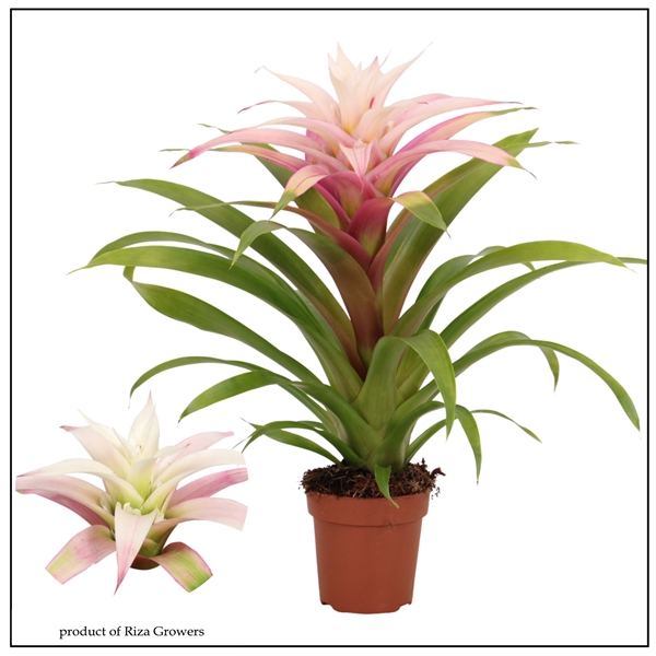 Guzmania Deseo Magical white