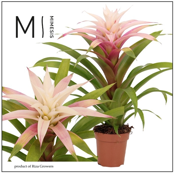 Guzmania Deseo Magical white