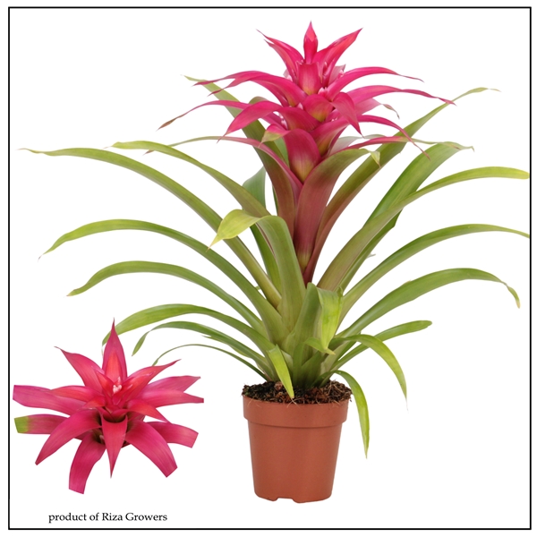 Guzmania Deseo Pink