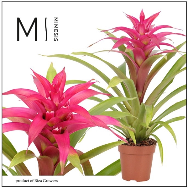 Guzmania Deseo Pink